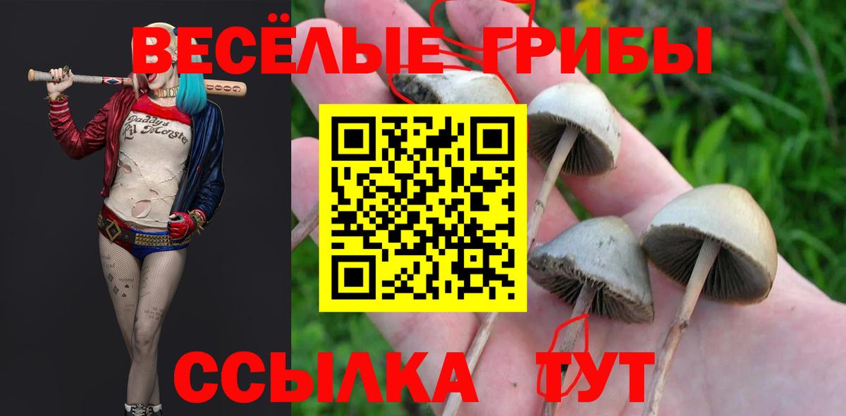 Псилоцибиновые грибы Psilocybe Тольятти